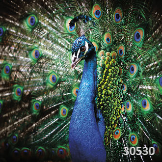 Павлин