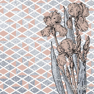Iris gray